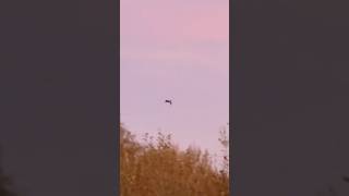 A Lone Canada Goose Landing Over Treeline On A Clear November Afternoon birds avian nature [upl. by Arayt]