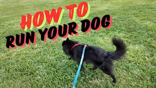 Guide to Running with Your Dog  Tips with Dos and Donts [upl. by Novert]