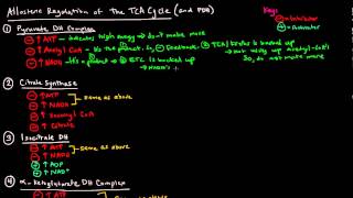 TCA  Krebs  Citric Acid Cycle Part 3 of 3  Allosteric Regulation [upl. by Eeryk311]