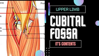 CUBITAL FOSSA [upl. by Nnaillij]