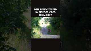 Footage of Bigfoot hunting Deer Circa 2009 bigfoot sasquatch publishtoall bigfootsighting [upl. by Oballa]