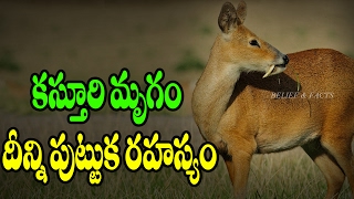 Secret About The quotKasturi Mrugamquot  కస్తూరి మృగం దీన్ని పుట్టుక రహస్యం [upl. by Aicella725]