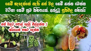 ඉක්මනින් ගෙඩි හැදෙන්න මේ දෙඅවල් අත්හදා බලන්න  Kem krama  Ayurvedic [upl. by Corwun]