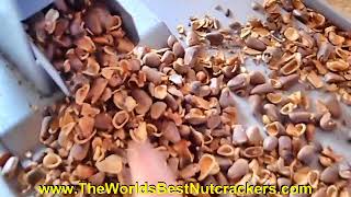 Pine Nuts Cracking in the Budget Hand Crank Nut Cracker  Nutcracker Cracks Nuts [upl. by Enyad]