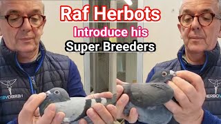 Herbots Pigeons  Raf Herbots shows his all time champions  Racing pigeons [upl. by Tol]