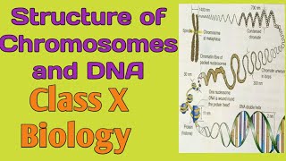 Structure of Chromosomes and DNA Types of Chromosomes Class X and XII Biology [upl. by Kcirrem607]