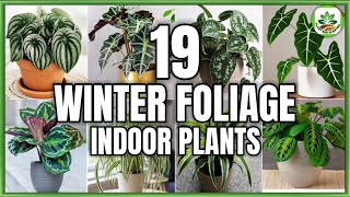 19 Indoor Foliage Plants for Winter  Winter Indoor Plants to grow with Care  Plant and Planting [upl. by Caniff]