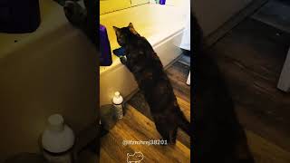 Hilarous moments of scared catscat kitten funnycat funnyanimals funnypets [upl. by Ennaillek]