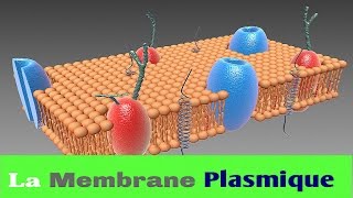 La Membrane Plasmique Ou Cellulaire [upl. by Gnad]