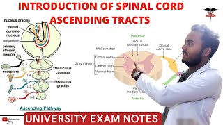 Spinal Cord  Ascending Tracts  CNS Physiology [upl. by Leif]