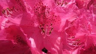 Rhododendron Facts and Flowers [upl. by Silverts602]