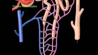 Urine Formation [upl. by Carlotta]