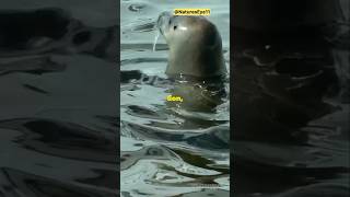 Why Are Sea Lions Called Lions  NaturesEye11 animallover wildlife creaturesfacts shorts [upl. by Cela]