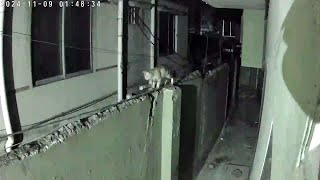 Security cam timelapse 20241102 [upl. by Gifford]