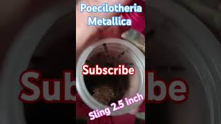 Poecilotheria Metallica 25 inch update christmas alphabet music spider song [upl. by Kreiker]