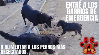 ENTRÉ A BARRIOS DE EMERGENCIA A ALIMENTAR A LOS PERROS MÁS NECESITADOS [upl. by Nosretep]