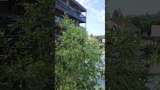 Lake Oswego shortsviral reels [upl. by Luttrell218]