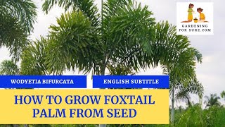 How to grow foxtail palm plant from seed  Foxtail palm germination from seed [upl. by Anivol819]