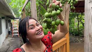 Amazing Khmer garden in Florida USAដីតូចតែស្អីក៏មាន​ ចំការខ្មែរ Florida [upl. by Esinereb]