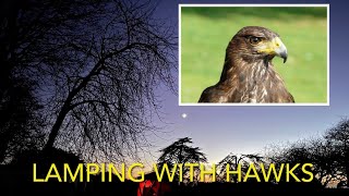 HOW TO Falconry Lamping with harris’ hawk and redtail [upl. by Yllrebmik]