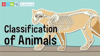 Classification of Animals [upl. by Melody]