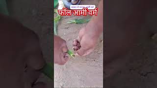 Fall armyworm 🐛🐛in corn 🌽 crop मक्का में फॉलआर्मीवॉरम corn maize makka agriculture farming [upl. by Haizek]