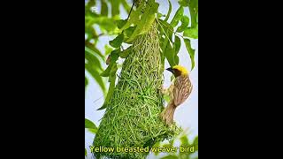 Yellow Breasted Weaver bird [upl. by Weide]