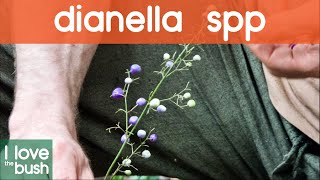 Dianella sppFlax lily or paroo lily [upl. by Werdma883]