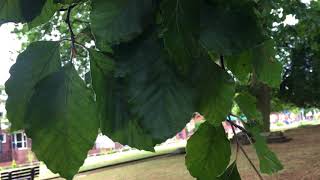 Common Beech  leaves close up  August 2018 [upl. by Ailefo]