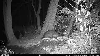 Beaver cam 1  111524 [upl. by Ambrosi791]