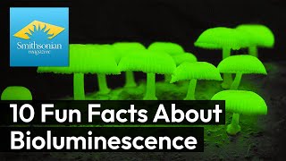 10 Fun Facts About Bioluminescence [upl. by Pokorny]