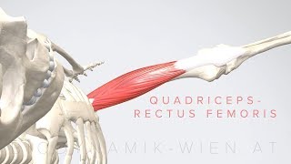 Quadriceps Rectus Femoris 3D Animation [upl. by Maffei201]