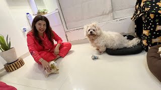 CHERRY reacts to Jumping DOG  Ss vlogs [upl. by Nella]