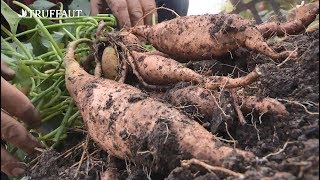 Comment récolter des patates douces   Truffaut [upl. by Halian]