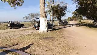 kaziranga National park 🏞️ Jeep safari contact more details 9859514881 [upl. by Leor]