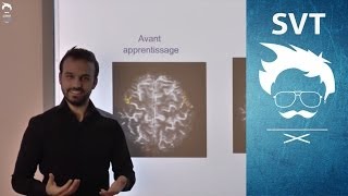 De loeil au cerveau  apprentissage et mémoire [upl. by Kopaz]