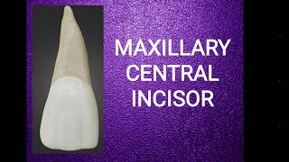 Maxillary central incisor [upl. by Ahsinroc]