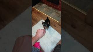 Yorkshire Terrier puppies 2 months old [upl. by Lohcin]