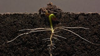 Bean TimeLapse  25 days  Soil cross section [upl. by Leksehc]