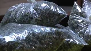 LASD Narcotics Bureau Seized 61 Million Dollars’ Worth of Marijuana [upl. by Anoirtac]