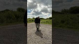 Some heel work with a Springer Spaniel gundogtraining dogtraining benyfitnatural4742 [upl. by Junno829]