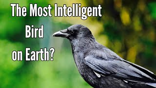 The Dark and Brilliant World of Crows 10 Shocking Truths  Why Crows Are the Einstein of Birds [upl. by Etolas]