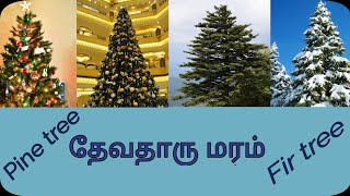 Pine tree in tamil  thevatharu maram  Fir tree in tamil  தேவதாரு மரம்  Aspect of Bible [upl. by Alael256]