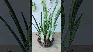 beautiful ideas to decorate your home living room with a clay ball and snake plant plants decor [upl. by Eedna]