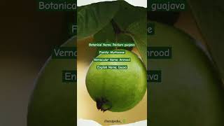 Psidium guajava viralvideo youtubeshorts botany plantscience guava amrood plants garden [upl. by Sivrat]