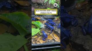 Blue Poison Dart Frogs Unique Facts shorts animalfacts factsvideo [upl. by Sivia]