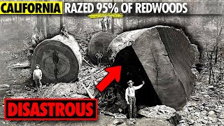 Why California Razed its Ancient Redwood Forests [upl. by Brahear]