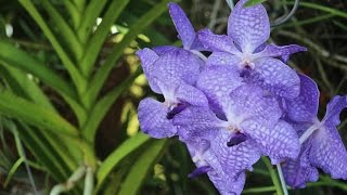 ALL ABOUT THE VANDA ORCHID amp FAMILY  CareGrowthTips [upl. by Upali]