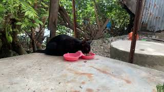 Feeding Stray Cat [upl. by Seaver]