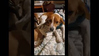 Video of adoptable pet named Clay [upl. by Middlesworth]